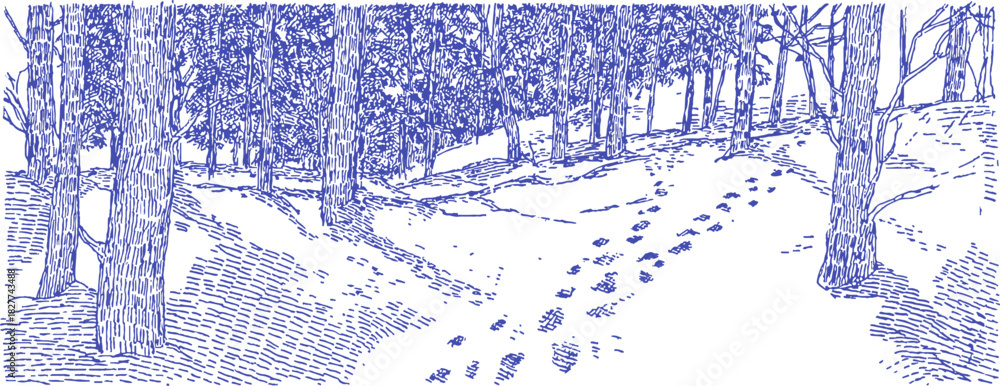Fototapeta premium A blue and white drawing of a snowy forest with a path. The path is covered in footprints. vector illustration