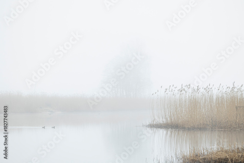 Beautiful adult mallard ducks swimming in foggy lake. Early spring scenery in Latvia, Europe.