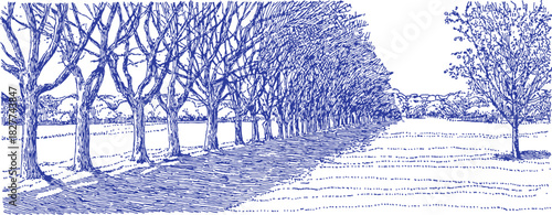 A blue and white drawing of a forest with trees. The trees are lined up in a row and there is a path in the middle of the forest. vector illustration