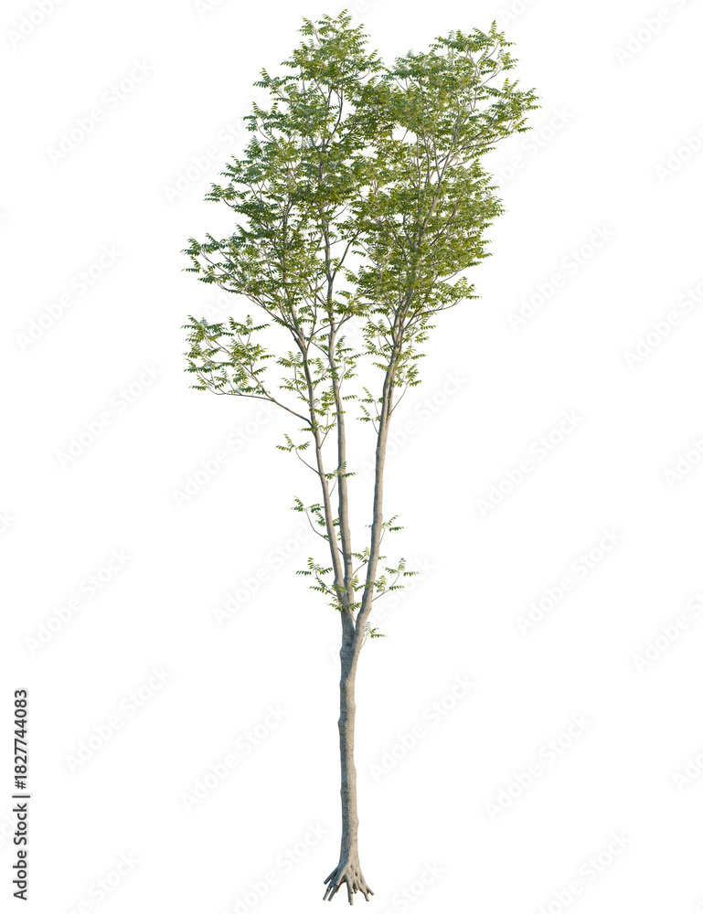 Obraz premium Fraxinus excelsior tree front view, cutout, 4k png, transparent background, isolate, Graceful young tree with delicate green leaves for serene nature scenes