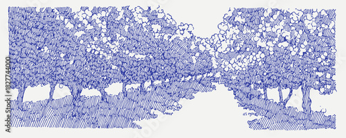 A blue and white drawing of trees. The trees are in a forest and are spread out. The drawing is in a blue and white color scheme. vector illustration