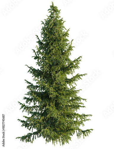 Принти на полотні Picea omorika tree front view, cutout, 4k png, transparent background, isolate,