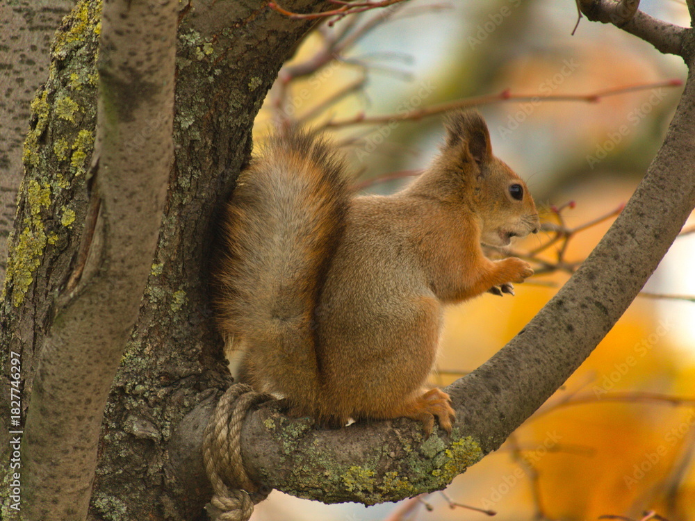 Fototapeta premium A concerned squirrel sitting on a tree branch