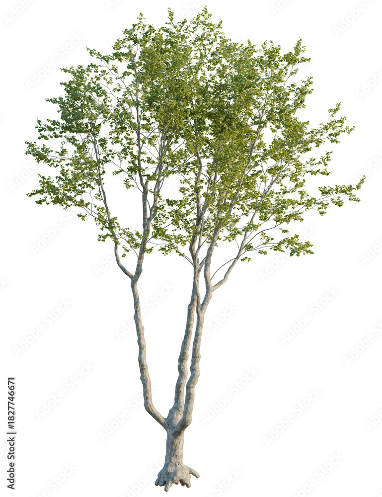 Obraz premium Platanus orientalis tree front view, cutout, 4k png, transparent background, isolate, Majestic tree with vibrant green leaves, perfect for nature designs
