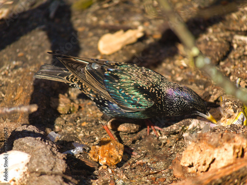 A starling bird eating food