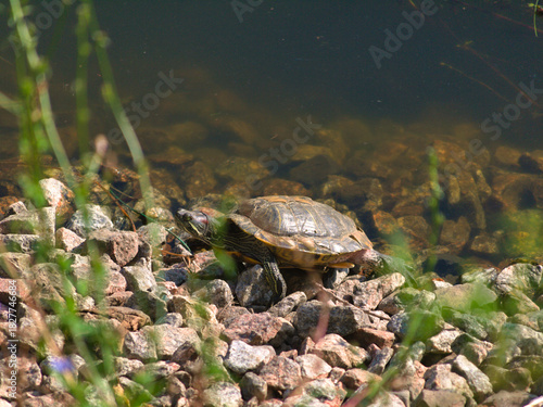 A Turtle is seen sunbathing behind green grass