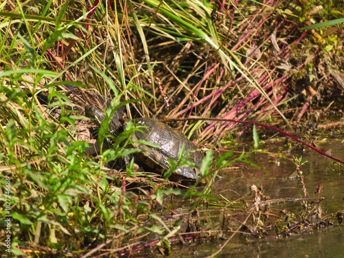 A Turtle is seen sunbathing behind green grass
