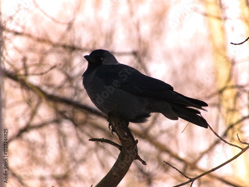 A photo of A Western jackdaw