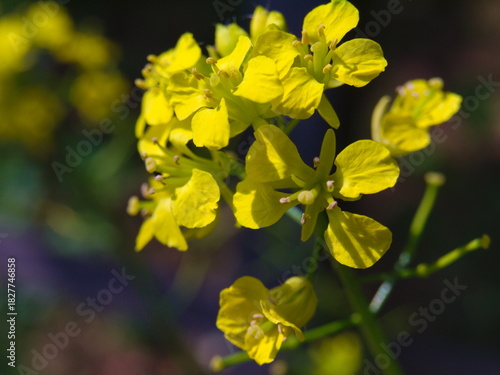 A shot of A yellow Sinapis flower