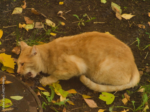 A yawning ginger cat lies on the ground