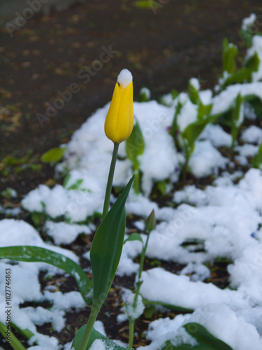 A yellow tulip flower being covered by unexpected snow in May