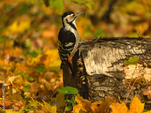 A woodpecker sitting on a fallen birch tree