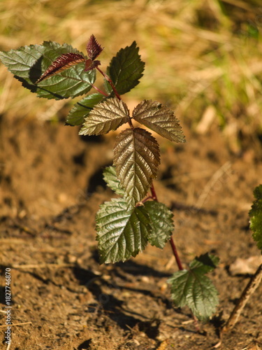 A young blackberry plant growing from the ground in the spring