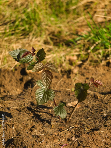 A young blackberry plant growing from the ground in the spring