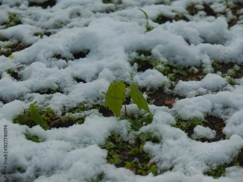 A young green tree is covered by unexpected snow in May