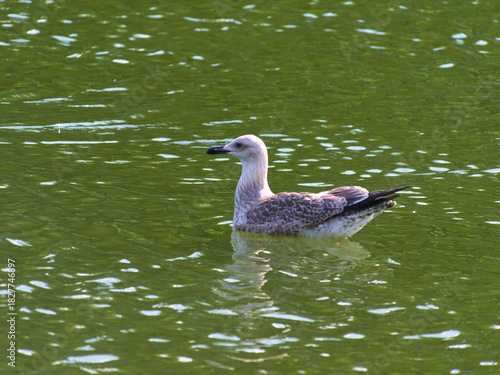 A young seagull swimming on green lake water