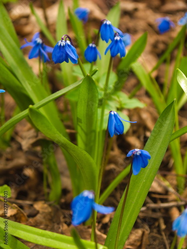 A photo of blue Scilla siberica flowers