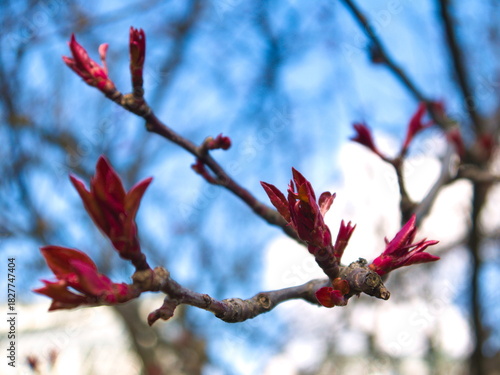 Red buds on blue sky background