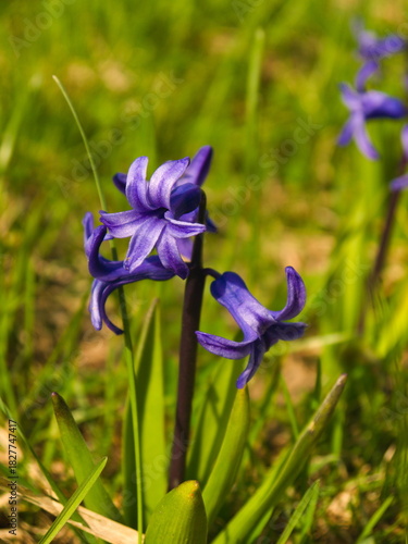 A shot of Hyacinth