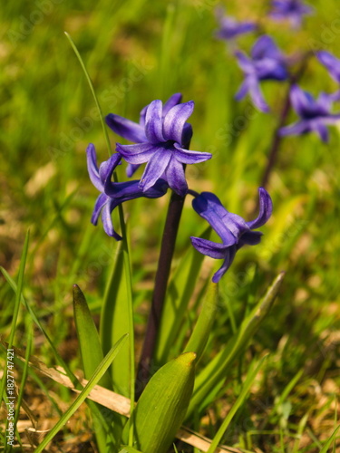 A shot of Hyacinth