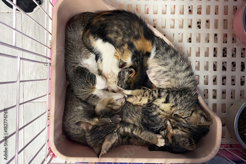 Homeless cat in a shelter. Kittens waiting to be adopted.