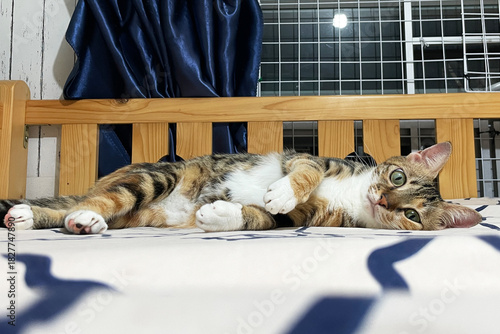 A cute cat is relaxing inside on bed. Cute funny cat in bed at home.
