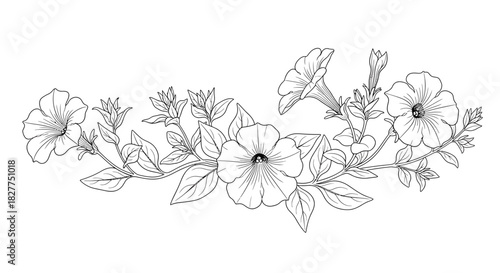 Detailed line art illustration of petunia flowers and leaves on a white background.