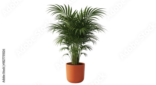Isolated decorative areca palm plant in a pot for indoor design, on neutral background