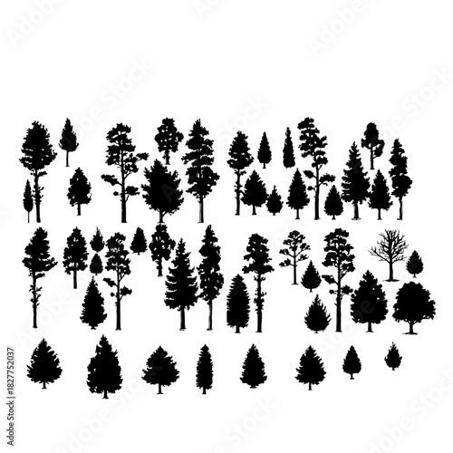 Evergreen forest firs and spruces black shapes, wild nature trees templates. Vector illustration woodland trees set