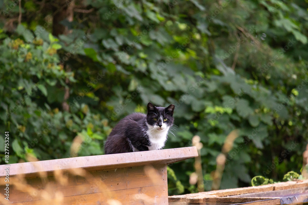 Fototapeta premium A beautiful portrait of a homeless house cat living in a colony. Animals outside during summer. Latvia, Europe.