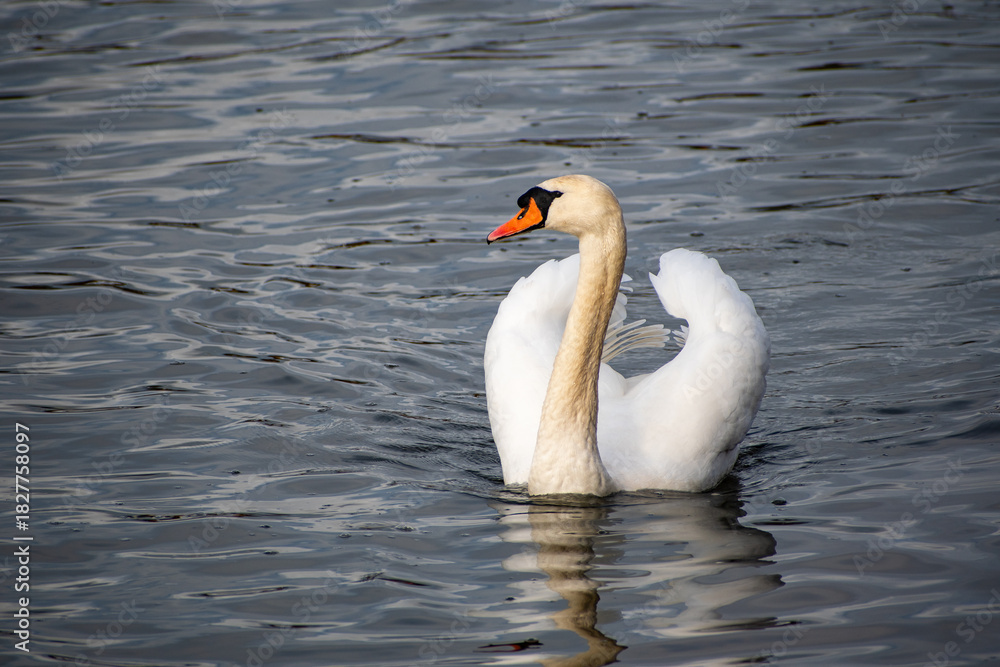 Naklejka premium A close-up view of a Mute Swan paddling on the river Trent in Nottingham, UK.