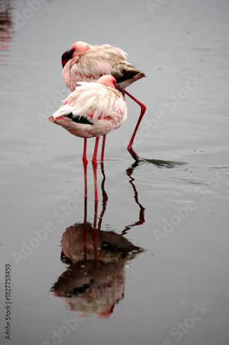 Flamants rose a Swakopmund, Namibie