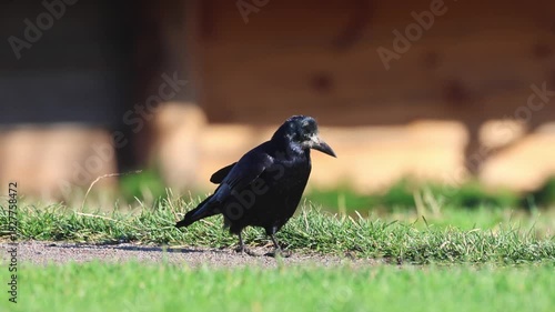 An adult rook walks on the path beside green grass, searching for food on a sunny autumn day.