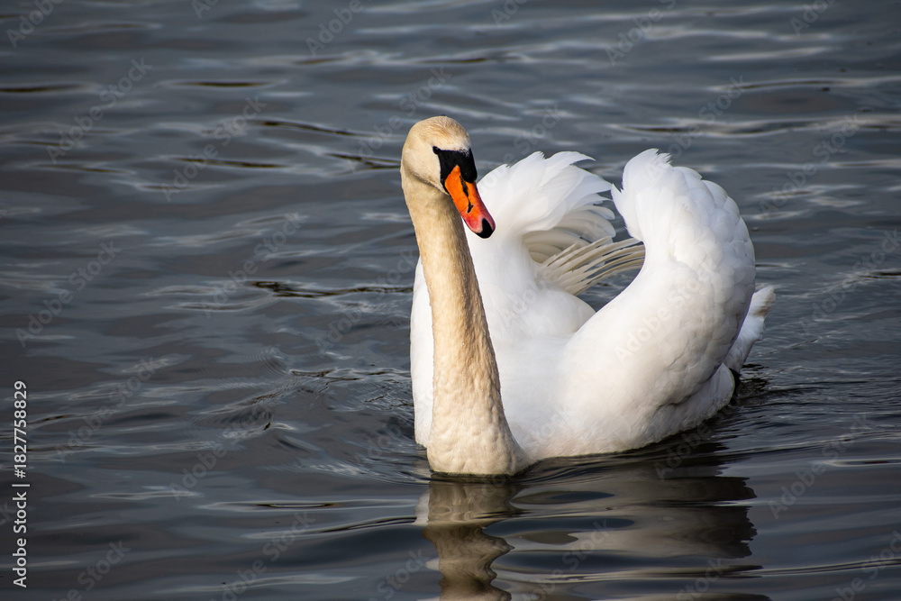 Obraz premium A close-up view of a Mute Swan paddling on the river Trent in Nottingham, UK.