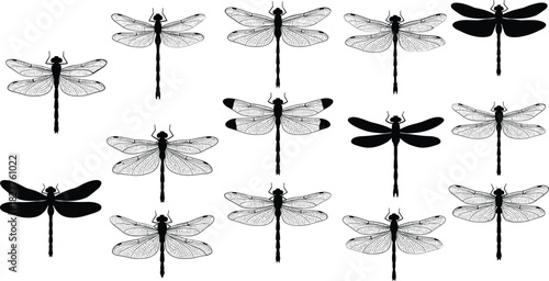 Collection of black and white dragonfly illustrations and silhouettes insect