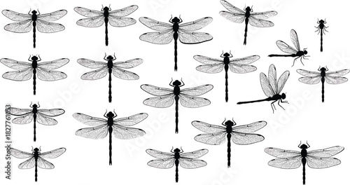 Collection of black and white dragonfly silhouettes with detailed wings on white background