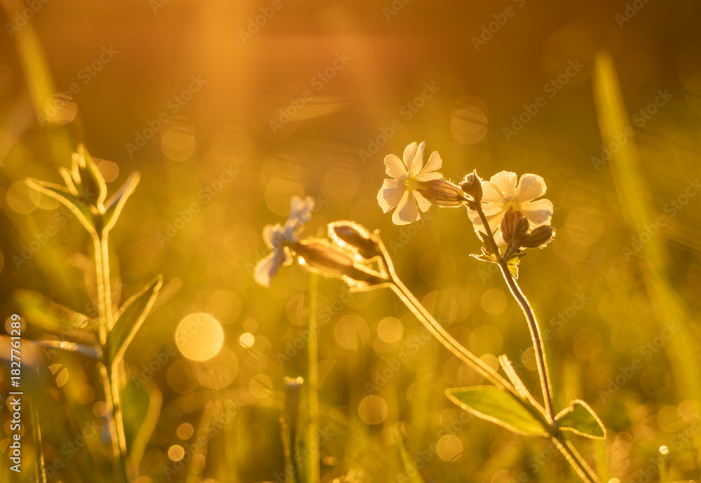 Obraz premium A beautiful white flower blooming in a meadow during golden summer sunrise. Native seasonal plants in Latvia, Europe.