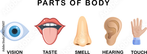 Sensory Organ Icons Five Human Senses Illustration with Vision, Taste, Smell, Hearing and Touch Symbols for Educational Materials