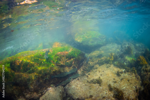 Photography View of rock and fish on the ocean.