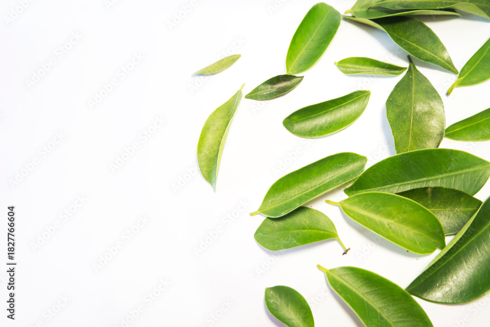 Naklejka premium Minimalist Green Leaves Composition on White with copy space