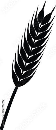 Elongated wheat grain with subtle light texture pattern