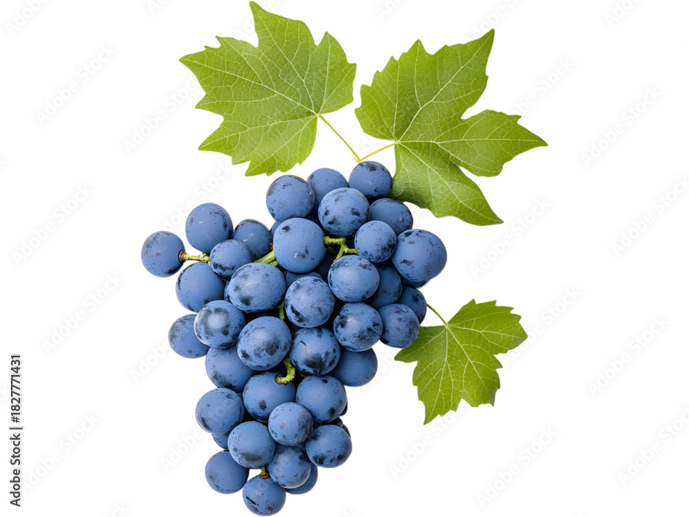 Fototapeta premium Bunch of dark grapes with leaves isolated on transparent background. Ideal for fruit, wine, and organic design visuals.