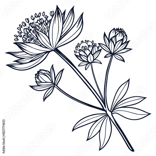 astrantia major with leaves