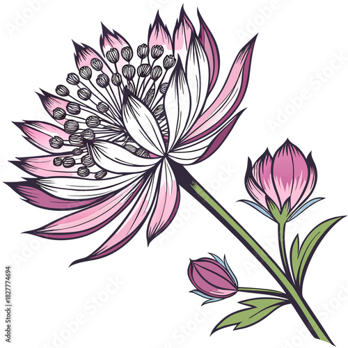 astrantia major on white background 