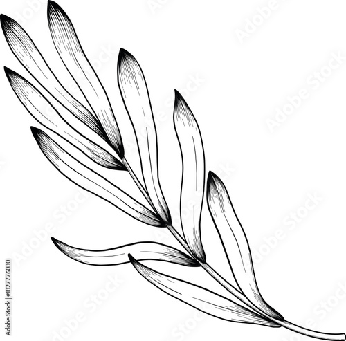 Engraving botanical sketch of lavender, hand-drawn vector with black ink on white paper, naturalistic detail and delicate linework