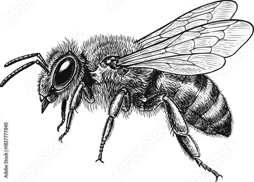 Detailed honeybee illustration with fine line work