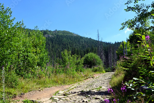 Fototapeta Naklejka Na Ścianę i Meble -  Rocky path, mountain trail for tourists. Tatra National Park, Poland