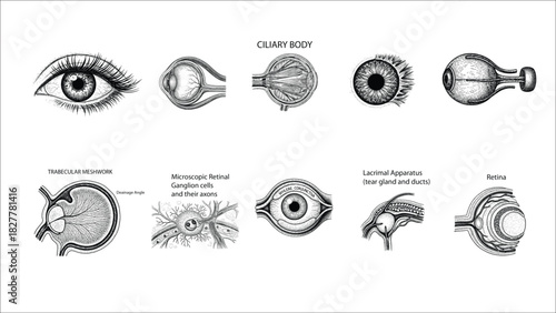 Set of 10 Anatomical Eye Illustrations B&W Line Art Clipart Bundle