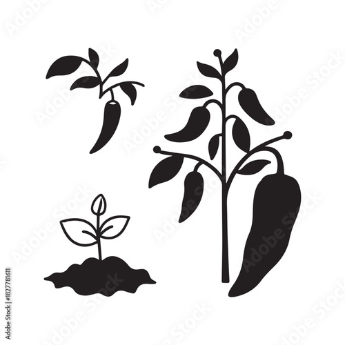 Chili Pepper Plant Growth Cycle Sprout, Seedling, and Mature Vegetable Silhouette.