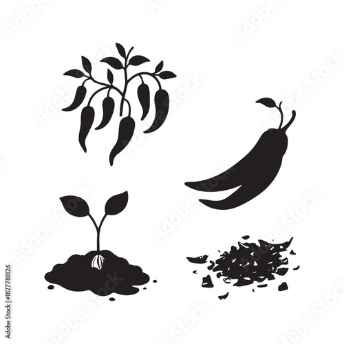 Chili Pepper Plant Growth Cycle Sprout, Seedling, and Mature Vegetable Silhouette.